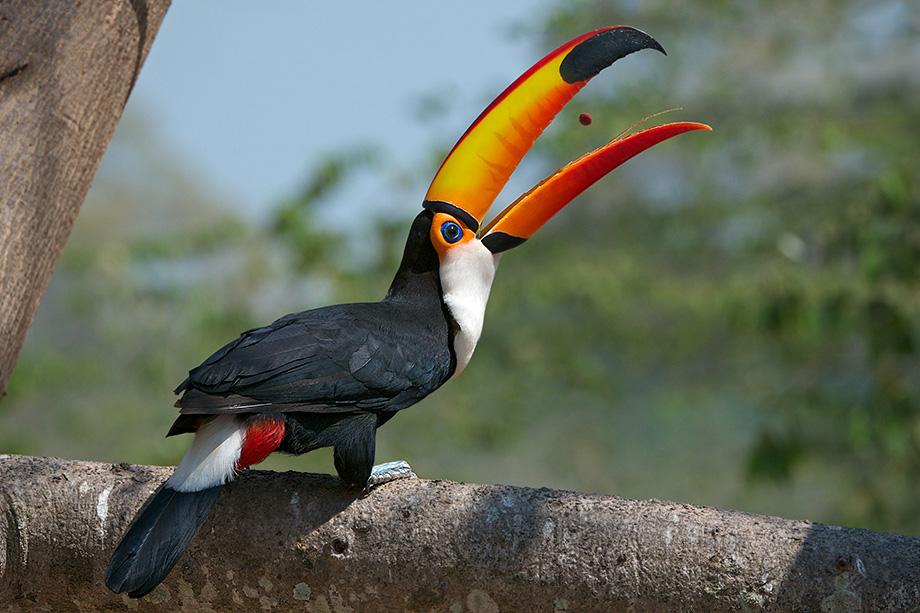 Birds with the Brooks: Anything Toucan do, I can do better!