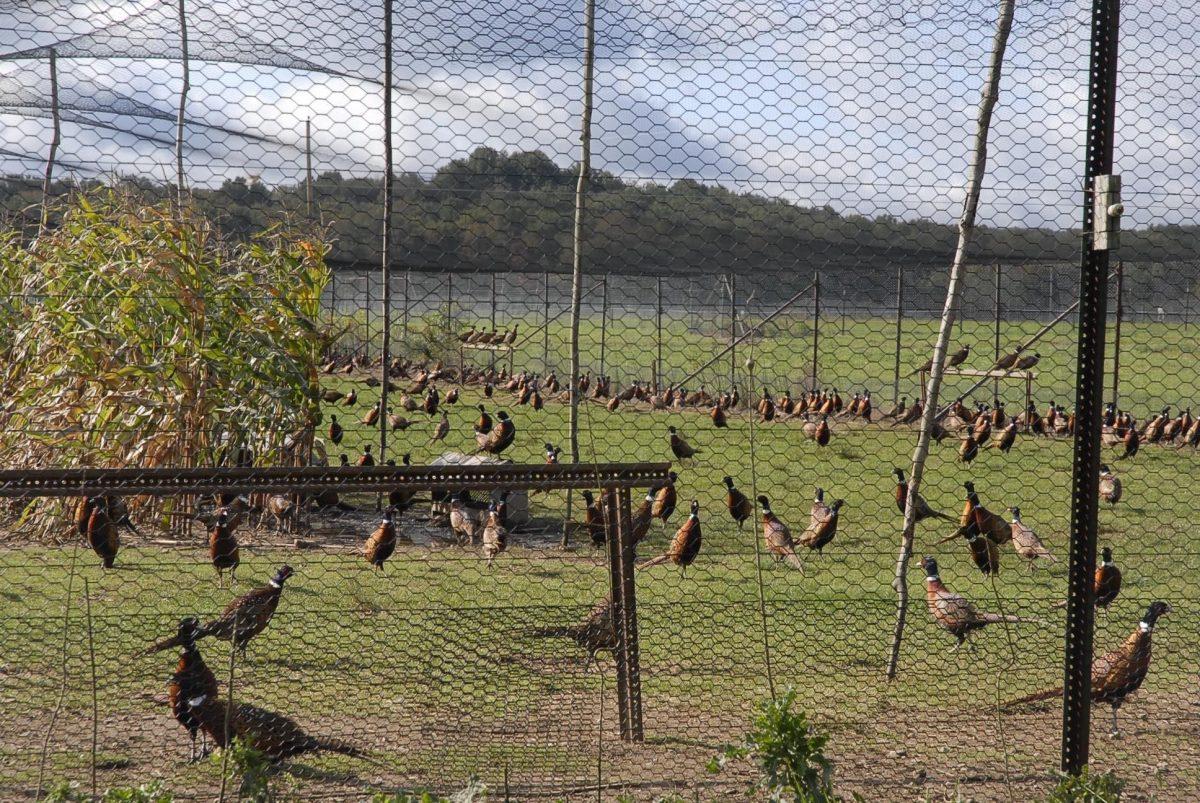 Pheasant permit created