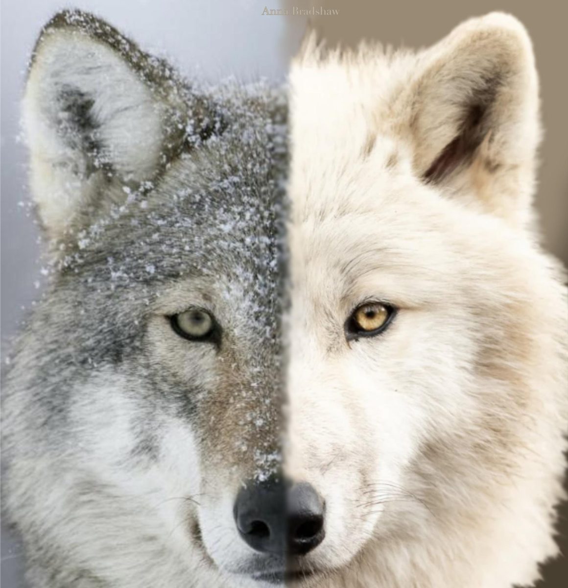 Dire wolves return: a scientific triumph or troubling gamble?
